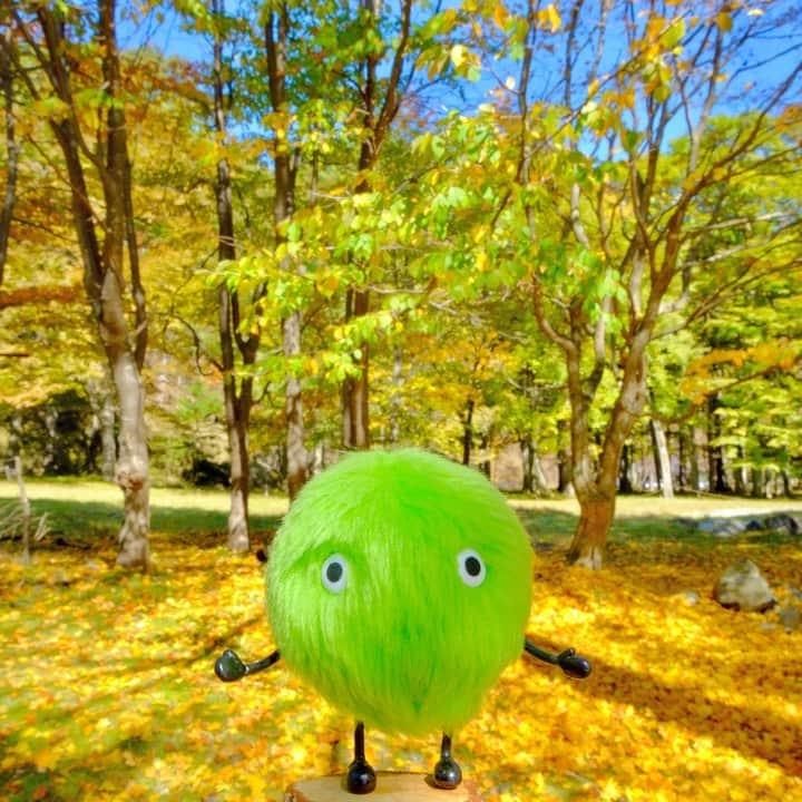 SUUMO公式アカウントのインスタグラム：「だんだんと街の木々の色も変わってきましたね🍁🍂 #秋 #紅葉 #自然 #11月 #秋の風景 #秋の色 #紅葉狩り#🍁 #autumn #November #landscape  #ぬいどり #ぬい撮り #ぬい撮り写真部 #スーモ #SUUMO」