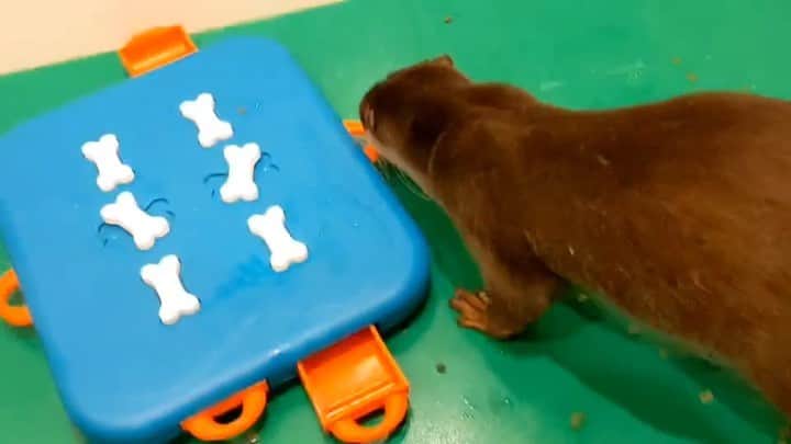 ちぃたん☆のインスタグラム：「引出しを開ける遊びにハマったカワウソちぃたん　Otter chiitan likes to open drawers」
