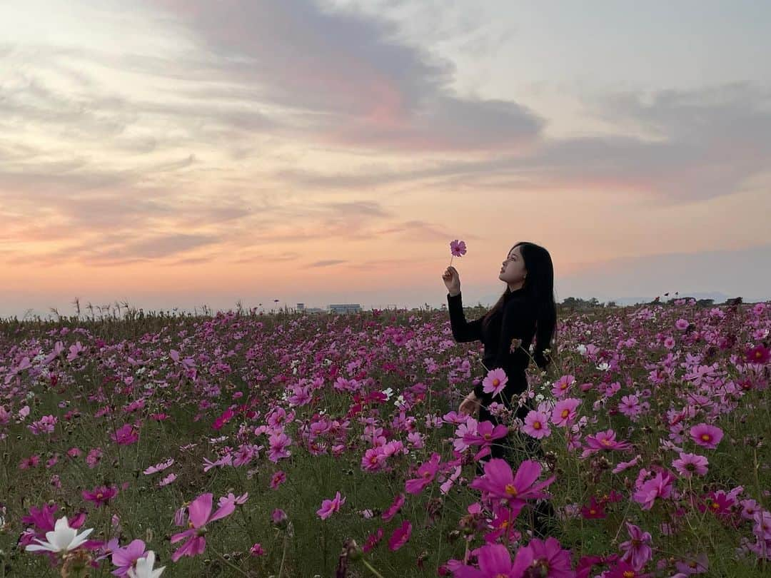 池松里梨愛さんのインスタグラム写真 - (池松里梨愛Instagram)「コスモス📷 一面ピンクで綺麗でした😌♡ 次は、紅葉見に行きたいです😉」11月17日 22時34分 - happririana