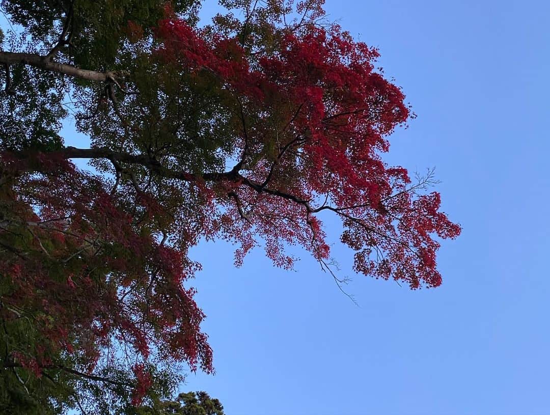 浅野杏奈さんのインスタグラム写真 - (浅野杏奈Instagram)「今朝の日本テレビ「ZIP!」 中継コーナーは お天気コーナーとコラボ✨  素敵なお二人と筑波山の紅葉をお届けしました🍁 真っ赤に染まるモミジがとっても素敵でした👏🏻  朝の山！空気がおいしくて、気持ちが良いですねっ⛰  そして、 明日香さん！小林さん！ ありがとうございました☺️  #ZIP! #筑波山　#紅葉 #小林さんとツーショットいつか撮りたいです！」11月17日 23時25分 - this.is.anna_box