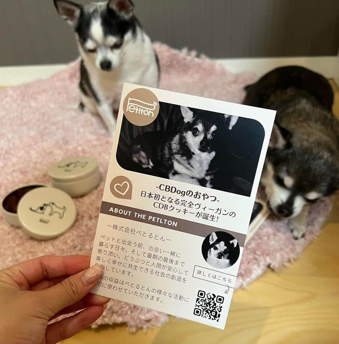 新藤加菜さんのインスタグラム写真 - (新藤加菜Instagram)「. 🎀🐶モデルさんになったよ🐶🎀 . 竹輪としらすがフライヤーのモデルをしている、CBDおやつが届きました✨ . ぺとるとん @petlton.inc さんが作った、日本初のCBDおやつ🌿 . ペットに対するCBDの効果は論文ベースでも絶大で、てんかんの犬に与えると発作が少なくなるなど⋆⸜💡⸝⋆ 不安症の犬にもとてもいいみたいです💖 . 食いつきも抜群ですぐに食べちゃった🥰❣️ グルメな我が子達がすぐに食べたから満足✨ . 入れ物もキュート💕 売上は全部保護活動などに使うというのも素晴らしい꒰ঌ♥️໒꒱ . わんこを飼ってる人はもちろん、わんこを飼っているお友達へのプレゼントにも是非❣️ うちの子のポストカードもついてきます🥰💕 . #ちわすたぐらむ  #チワワのいる暮らし  #元保護犬 #いぬすたぐらむ  #dogstagram  #CBD #CBDおやつ #ぺとるとん #モデル犬 #chihuahua  #ちわわ部  #ちわわなしでは生きていけません会」11月18日 2時00分 - kanachailatte