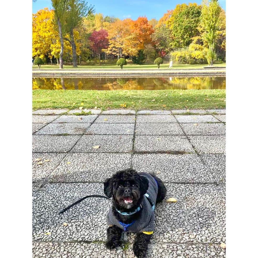 武藤彩芽さんのインスタグラム写真 - (武藤彩芽Instagram)「. いつかの小春日和🍁 .」11月18日 13時16分 - mutoayame