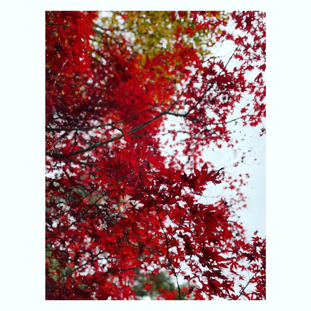 望月理恵さんのインスタグラム写真 - (望月理恵Instagram)「紅葉🍁  燃えるような赤〜 どんどん寒くなってきて冷え性には辛い😂」11月18日 14時49分 - mochiee28