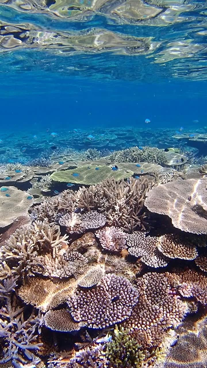 littleportelyのインスタグラム：「珊瑚が透けて見える海の中の風景💙 . こんなに綺麗な海があるなんて沖縄に来るまで知らなかった。 . #西表島 #underwaterphotography  .  #travel#japan#instatrip#海#ビーチ#water_of_our_world#beach#sea#ocean#padi#snorkeling#genic_beach#タビジョ#unknownjapan#スキンダイビング#沖縄#沖縄暮らし#沖縄生活#沖縄好きな人と繋がりたい#沖縄ライフ#沖縄移住#海好きな人と繋がりたい#海好き女子#海のある生活#fantastic_earth#japan_of_insta#olympus#olympustg5」