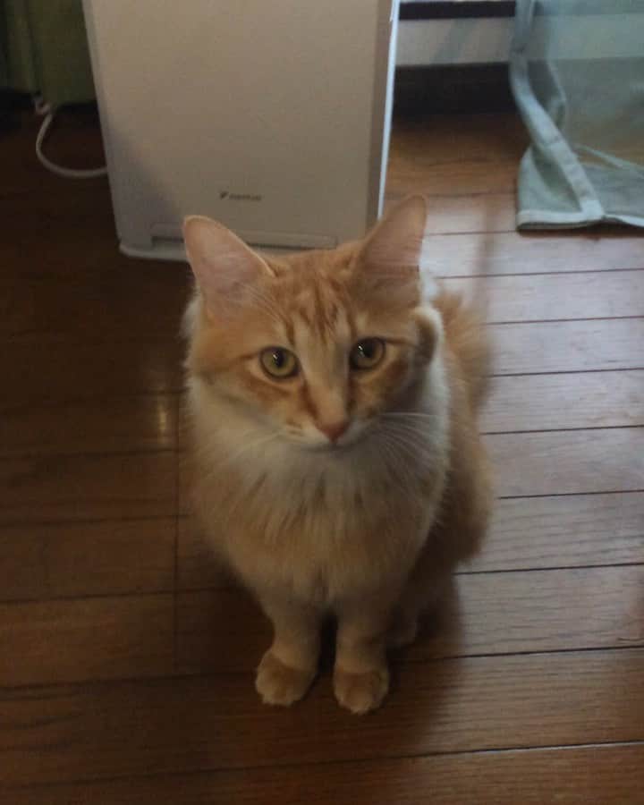 岡田屋鉄蔵のインスタグラム：「うちのこかわいい ってだけの動画」