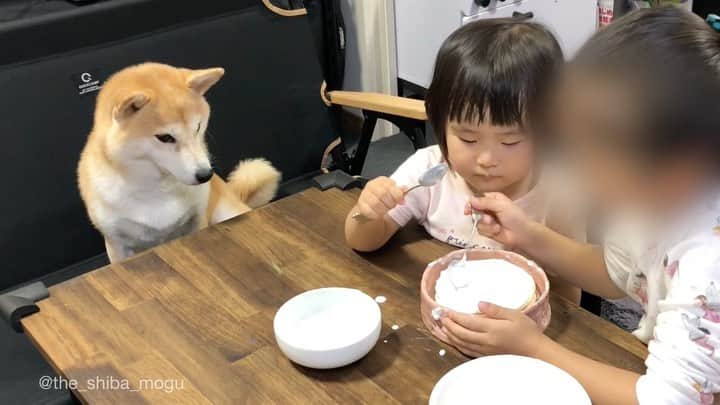Moguのインスタグラム：「. だいぶ前になりますがもぐの誕生日に子分達がケーキを作ってくれましたなの。 そのケーキ作りを監督しているだけの動画なの。 My sisters made me a birthday cake. #きみたちしっかりたのむよ #後ろに聞こえる声はばあばと子分3 . @the_shiba_mogu  #柴犬 #shibainu #shiba#赤柴 #redshiba#犬 #dog#しばいぬ#nannydog#犬と子供#子供と犬#柴犬と子供#柴#赤ちゃんと犬#犬と赤ちゃん#柴犬と赤ちゃん#赤ちゃんと柴犬#柴犬のいる暮らし#子守犬」