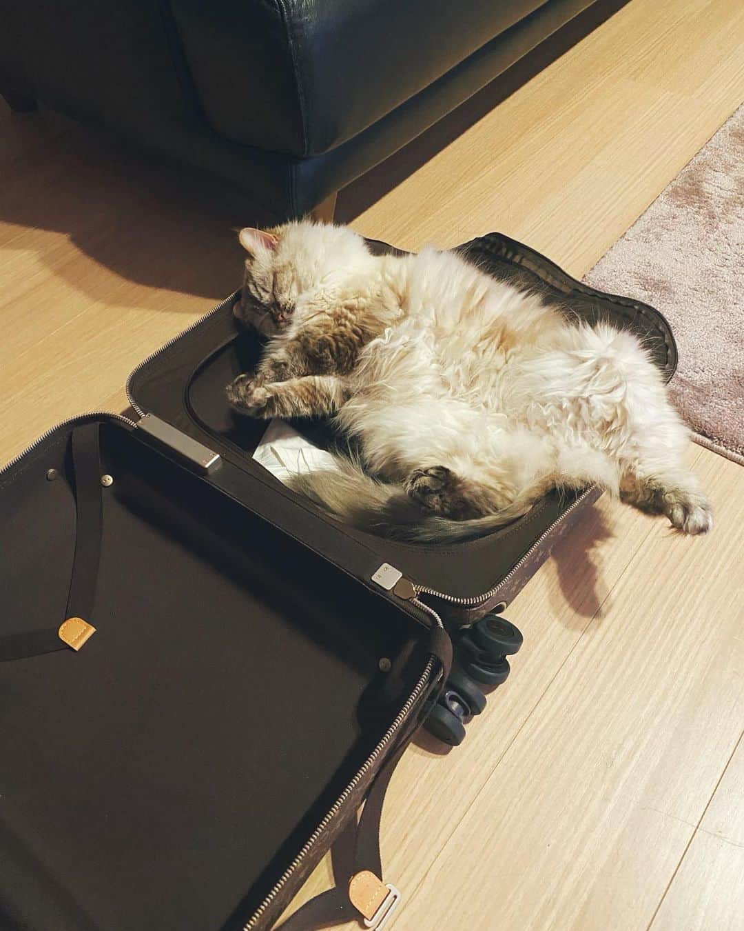 鷲尾伶菜のインスタグラム：「あらま。はみ出てらっしゃる。  可愛いよね。🐈‍⬛」