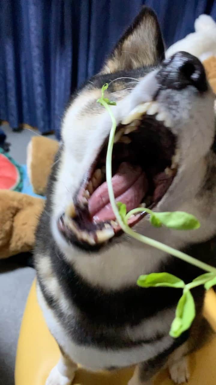 吾子のインスタグラム：「・ ・ ・ この歳にしてあこわんの好物発見🐶💓 ・ 豆苗🌱🐶💓 ・ この青臭さがたまらんワン🐶💓 ・ でも歯に挟まるワン🐶💦 ・ レタスは嫌い🙅🏻‍♀️ ・ ・ ・ ・ ・ acondar2022📆🐶💕発売中です✨ ・  https://acoshiba.stores.jp/ ・ ・ ・ #一本だけね🌱 #栄養満点🐶💕 #Sapporo ・ 北海道の柴犬 #柴北会 の皆ワン🐶感染対策してお散歩しましょう〜🐕💕 ・ #adorable #instadog#shibainu#dog#instagramjapan#instashiba#kuroshiba #kuroshiba#socute #cutedog#いぬのきもち #黒柴 #dogstagram_japan」