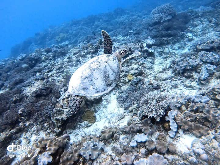 ももせりのインスタグラム：「おそらく万年は生きてるであろう巨大ウミガメ🐢 甲羅の劣化が激しい。きっと波照間の荒波にやられたんだろうな🥲」