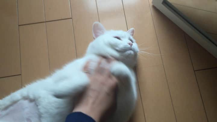 てふのインスタグラム：「〜てふ振り返りシリーズ〜 鏡越しに自分を見つめてしまう   #otefucat」