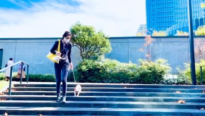 川原亜矢子のインスタグラム：「Time for walkies 5 #frenchbulldog #dog #puppy #フレンチブルドッグ #フレブル #パピー #散歩」