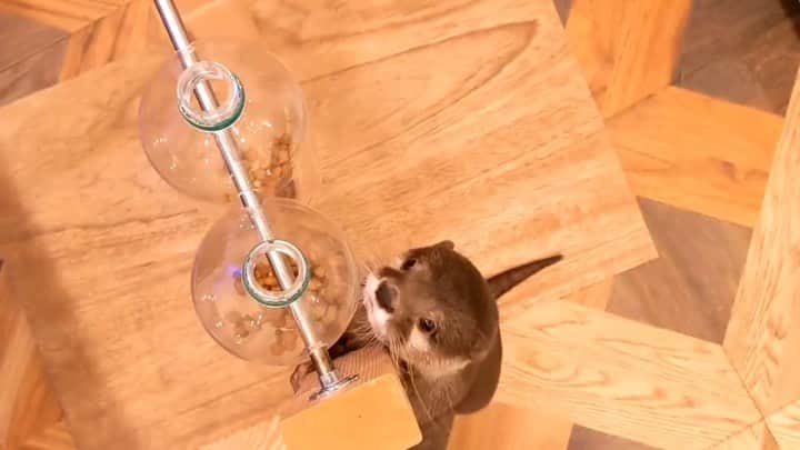 のインスタグラム：「柱を登ろうと頑張ってるカワウソちぃたん　 Otter Chiitan trying hard to climb the pillar」