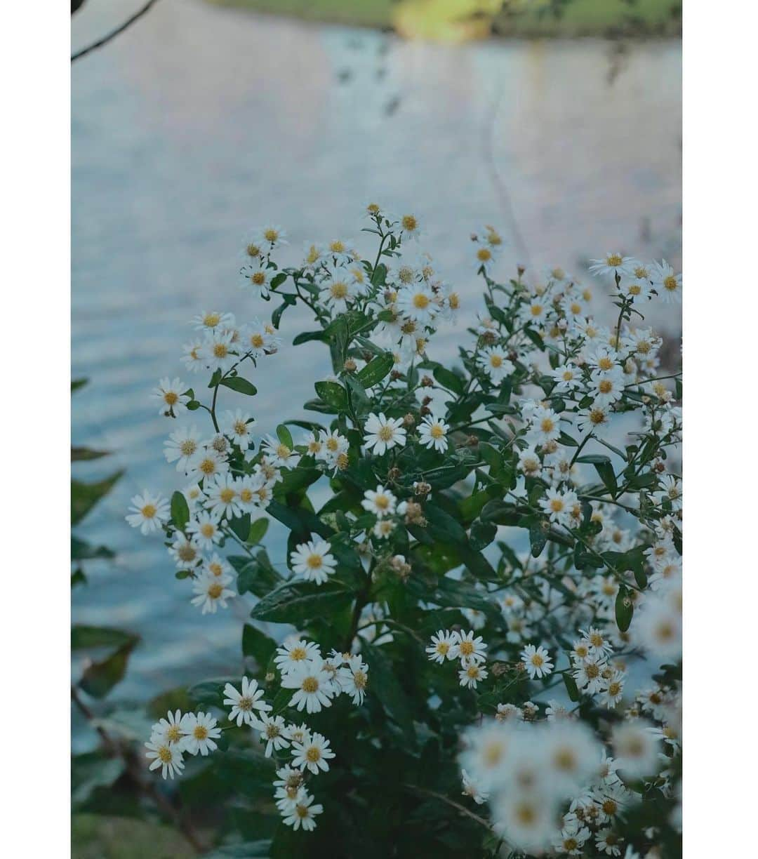 斎藤ちはるさんのインスタグラム写真 - (斎藤ちはるInstagram)「湖沿いに咲く、儚げなお花😌 . 後ろの水面がいい雰囲気を醸し出していました☺️ . . #趣味 #カメラ #お散歩 #楽しい #カメラ旅行 #したいな #chihashot . . #斎藤ちはる#テレビ朝日アナウンサー#テレビ朝日#テレ朝#アナウンサー#カメラ好き#ミラーレスカメラ#ミラーレス#ミラーレス一眼#一眼#単焦点#単焦点レンズ#お花#白い花#水面#湖#📸」11月18日 20時14分 - chiharu_saito_ex