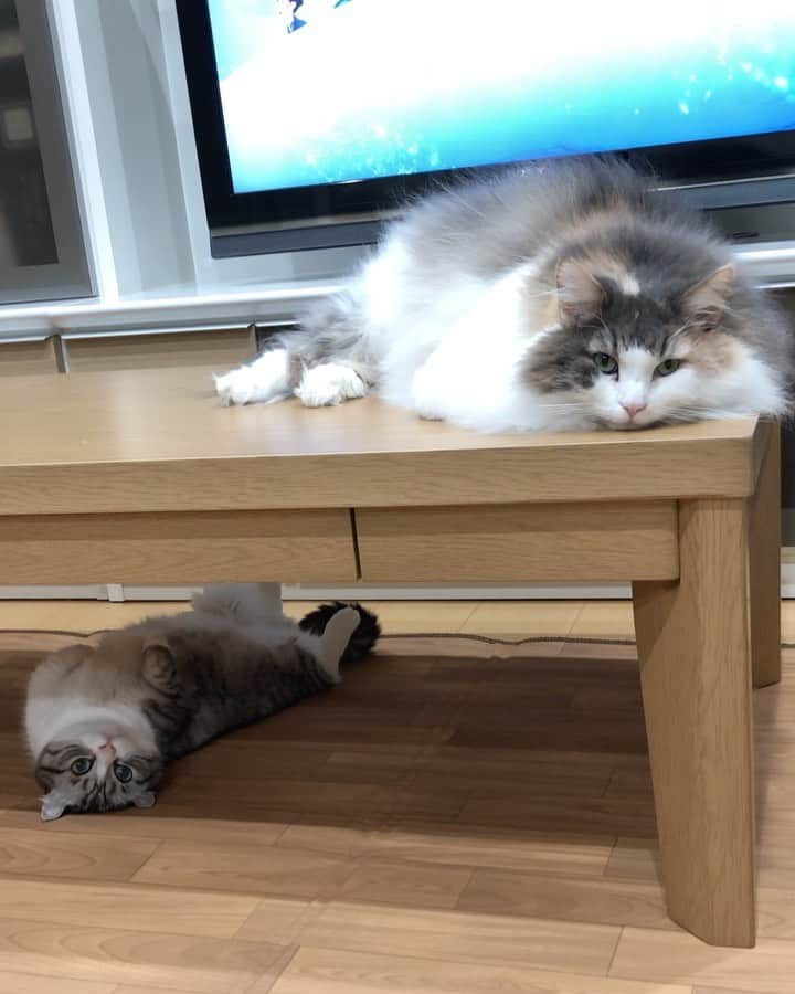こむぎこまるのインスタグラム