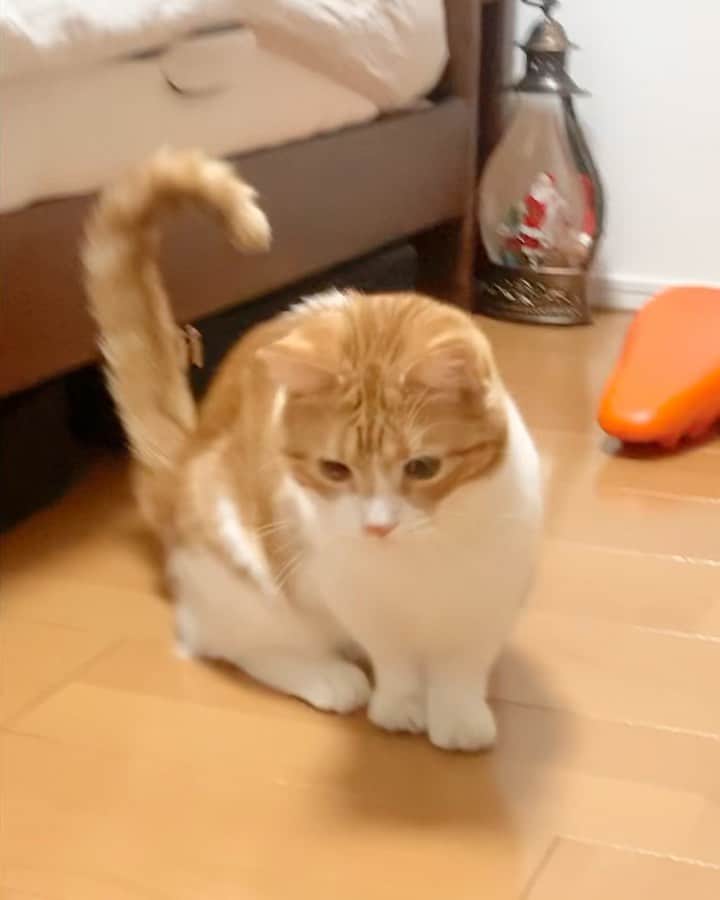のってんのインスタグラム：「ニョキキッ」