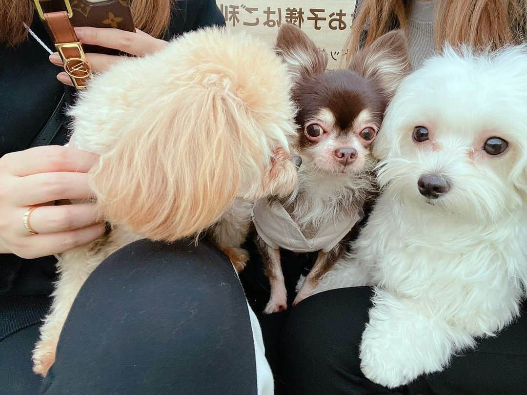 七瀬美月さんのインスタグラム写真 - (七瀬美月Instagram)「久々の愛犬ヴィレッジ💛 屋上のドッグランからの2階のカフェ🐶𖠚ᐝ💓 お友達のまると🥳💓  . わんちゃんたくさん居て癒された💛🥳  #ドッグラン#ドッグカフェ #大久保#dogrun#dogcafe #愛犬ヴィレッジ#東新宿 #チワワ#チワプー#マルプー」11月19日 2時56分 - yskwask1114