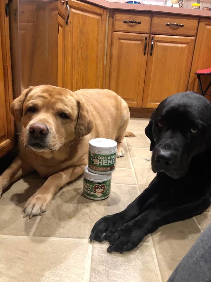 Jake And Gingerのインスタグラム：「These joint snacks from @hallopaw are the BEST!! Ginger hasn’t been this jumpy in such a long time!! Thank you HalloPaw!! Get your doggie some of these treats ASAP ❤️❤️」