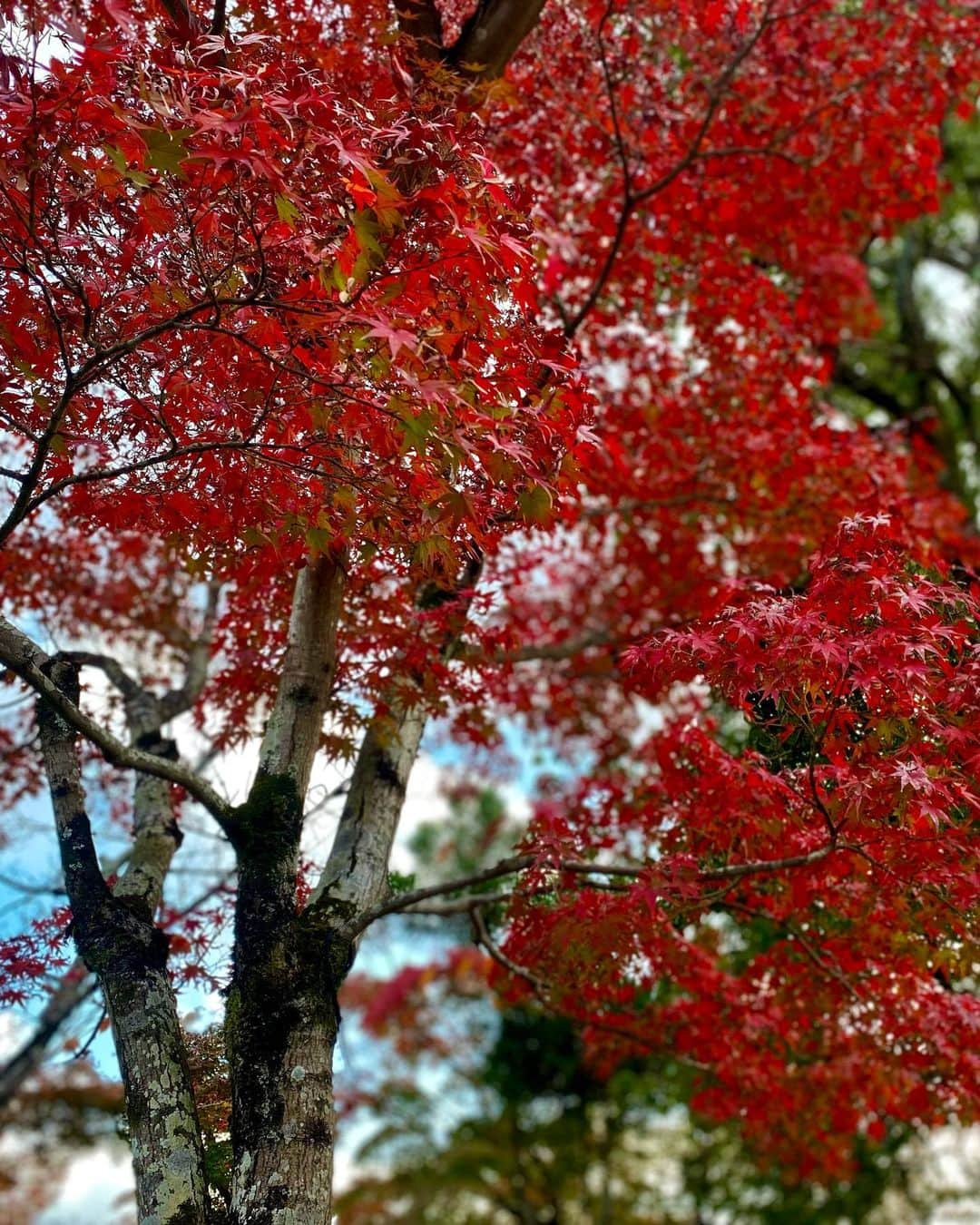 さとみさんのインスタグラム写真 - (さとみInstagram)「. . 紅葉を見に京都へ行ってきたよ〜🍁🍁 綺麗で癒された🥰✨  神社とお寺巡りをして たくさんパワーをいただいてきたよ💓  #紅葉#紅葉スポット #京都 #京都観光 #旅行  #清水寺 #天龍寺 #二尊院」11月19日 17時26分 - satomi9342