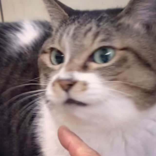 イマイアキノブのインスタグラム：「𖧇お寒くなり申した お風邪など召されぬよう PIZZAでもデリバリ いたしましょうか」
