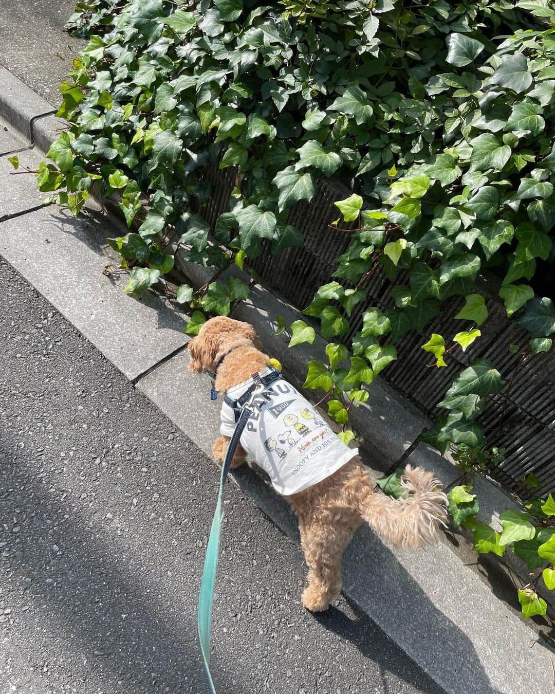 狩野舞子さんのインスタグラム写真 - (狩野舞子Instagram)「散歩までは良かったんだけどなぁ😗」11月19日 15時34分 - kanochan715