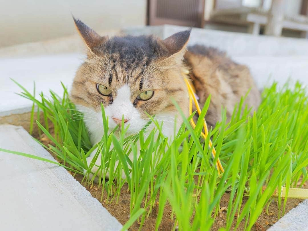 パステルキャットワールドのインスタグラム