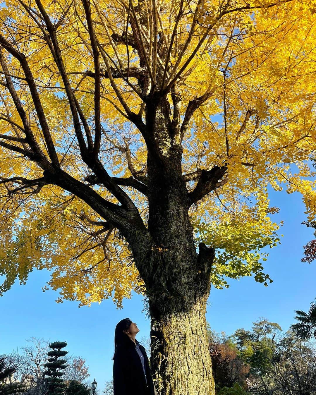 青山倫子さんのインスタグラム写真 - (青山倫子Instagram)「ゴッホの絵のような、 金色に輝く銀杏に出会った。 生命力と存在感を誇示しているような、 それでいておおらかで厳かでずしんと温かい。 心が震えたね。 そりゃあんぐりと口も開いちゃうよ。 自然ってすごい。  お知らせです。 11月20日 土曜日 あさ9時30分から 山口朝日放送 「どき生らいぶ」 に出演させて頂きます。 久しぶりの生放送、、緊張しそうだ。 山口にお住まいの方、ぜひ見てください。 山口じゃないから見れないよ、という方。 番組が終わった10時25分ちょっと後から、インスタライブというのをやるそうな。 人生初のインスタライブ。 良かったらお付き合いください。  #青山倫子 #金色に輝く #銀杏 #まるでゴッホの絵のようだ #ゴッホ #心が震える  #どき生らいぶ #山口朝日放送 #インスタライブ」11月19日 23時07分 - noriko_aoyama1229