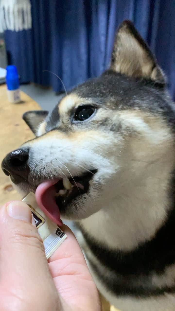 吾子のインスタグラム：「・ ・ ・ あこちゅ〜る🐶💓 ・ 食べすぎちゃうって中々出してくれないワン🐶💦 ・ おとしゃんもっとグッと押してワンよ🐶❤️ ・ ・ ・ ・ ・ ・ ・ acondar2022📆🐶💕発売中です✨ ・  https://acoshiba.stores.jp/ ・ ・ ・ #わんちゅーる  #柴犬用 #Sapporo ・ 北海道の柴犬 #柴北会 の皆ワン🐶感染対策してお散歩しましょう〜🐕💕 ・ #adorable #instadog#shibainu#dog#instagramjapan#instashiba#kuroshiba #kuroshiba#socute #cutedog#いぬのきもち #黒柴 #dogstagram_japan」