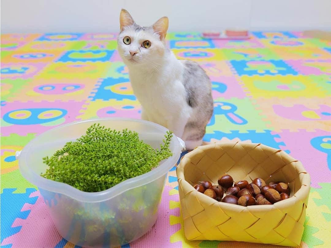 パステルキャットワールドのインスタグラム