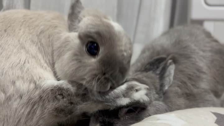 gon&hana&kaeのインスタグラム：「✨ THE 無視❗️ ￣(=`h´=)￣(=`k´=)￣ｳｫｰｰｯ✨ #華楓#うさぎ#ふわもこ部#ネザーランドドワーフ #netherlanddwarf#bunny#rabbit#weeklyfluff#lapin#🐰#福岡#ハニーズサンクチュアリ」