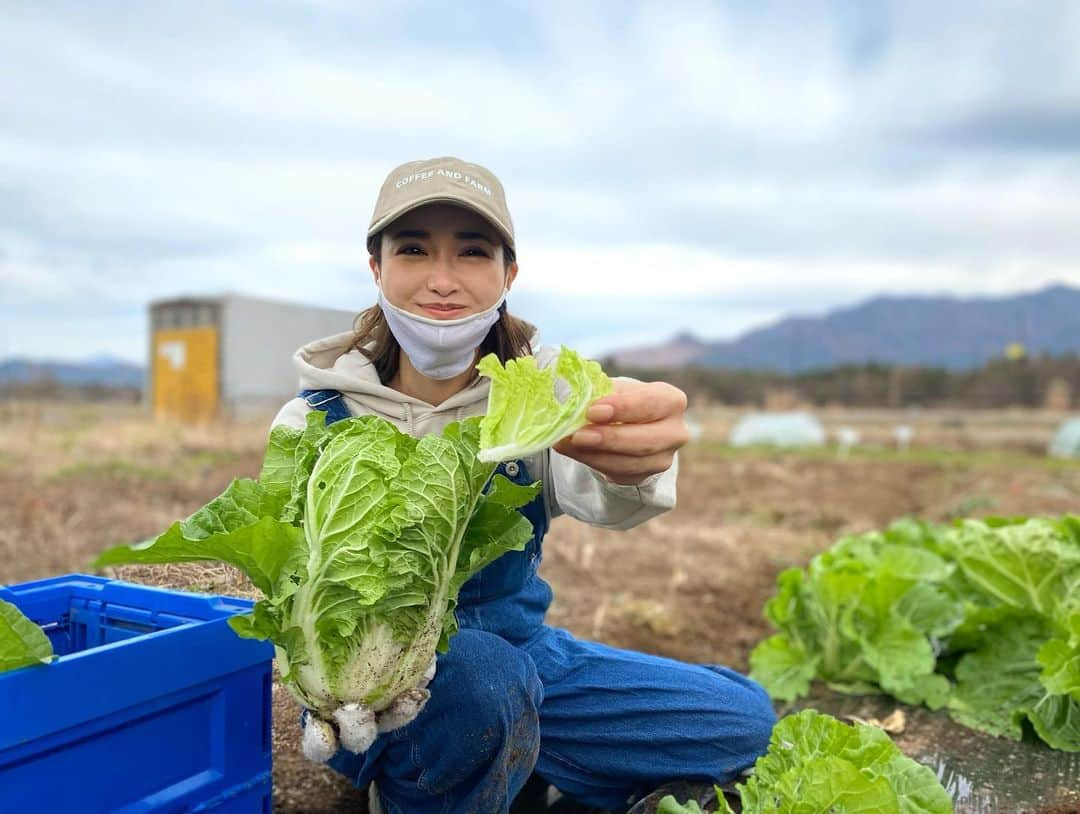 カナさんのインスタグラム写真 - (カナInstagram)「秋の収穫🍁☀️ 葉物、全部ちゃんと育ってくれてました🥬 白菜、サンチュ、にんにく、チンゲンサイ…🧄🎶 秋も無事に、収穫完了です👏🏻✨ 無農薬で育った採れたて野菜は シャキシャキでおいしいよ〜😆🤍 とってすぐ食べるのが大好き〜😋 収穫後また土を耕してまっさらに戻して、 畑はまた来年ね👍🏻🌈　@coffeeandfarm 👩🏻‍🌾  農家の人になるの？とか色々と質問をいただくのだけど、 畑は趣味で仲間たちと楽しくやってるよ😊  これからも色々と趣味の延長で楽しいことをしていけたらいいなと思ってるよ😌 来年いろいろしたいなあ🎶なにがあるかなあ？🥰 ． #農業　#coffeeandfarm」11月20日 12時23分 - _kana627_