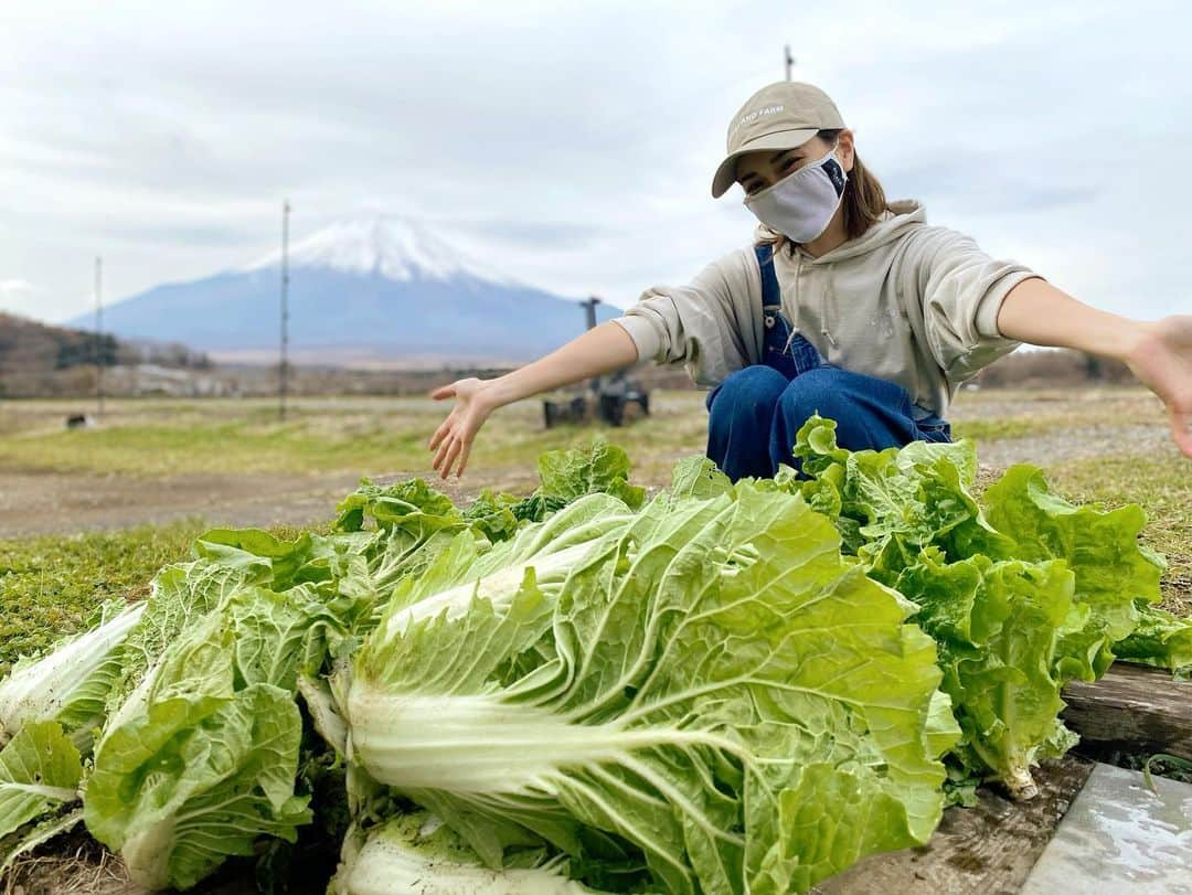 カナさんのインスタグラム写真 - (カナInstagram)「秋の収穫🍁☀️ 葉物、全部ちゃんと育ってくれてました🥬 白菜、サンチュ、にんにく、チンゲンサイ…🧄🎶 秋も無事に、収穫完了です👏🏻✨ 無農薬で育った採れたて野菜は シャキシャキでおいしいよ〜😆🤍 とってすぐ食べるのが大好き〜😋 収穫後また土を耕してまっさらに戻して、 畑はまた来年ね👍🏻🌈　@coffeeandfarm 👩🏻‍🌾  農家の人になるの？とか色々と質問をいただくのだけど、 畑は趣味で仲間たちと楽しくやってるよ😊  これからも色々と趣味の延長で楽しいことをしていけたらいいなと思ってるよ😌 来年いろいろしたいなあ🎶なにがあるかなあ？🥰 ． #農業　#coffeeandfarm」11月20日 12時23分 - _kana627_