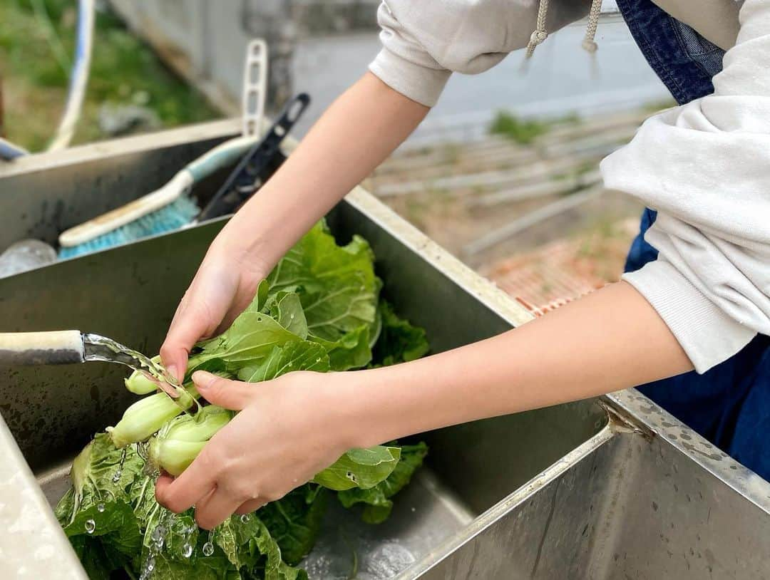 カナさんのインスタグラム写真 - (カナInstagram)「秋の収穫🍁☀️ 葉物、全部ちゃんと育ってくれてました🥬 白菜、サンチュ、にんにく、チンゲンサイ…🧄🎶 秋も無事に、収穫完了です👏🏻✨ 無農薬で育った採れたて野菜は シャキシャキでおいしいよ〜😆🤍 とってすぐ食べるのが大好き〜😋 収穫後また土を耕してまっさらに戻して、 畑はまた来年ね👍🏻🌈　@coffeeandfarm 👩🏻‍🌾  農家の人になるの？とか色々と質問をいただくのだけど、 畑は趣味で仲間たちと楽しくやってるよ😊  これからも色々と趣味の延長で楽しいことをしていけたらいいなと思ってるよ😌 来年いろいろしたいなあ🎶なにがあるかなあ？🥰 ． #農業　#coffeeandfarm」11月20日 12時23分 - _kana627_