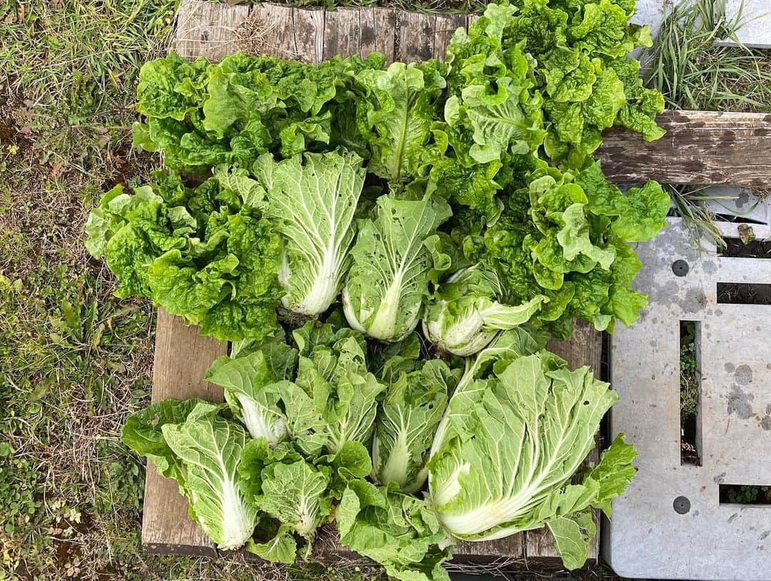 カナさんのインスタグラム写真 - (カナInstagram)「秋の収穫🍁☀️ 葉物、全部ちゃんと育ってくれてました🥬 白菜、サンチュ、にんにく、チンゲンサイ…🧄🎶 秋も無事に、収穫完了です👏🏻✨ 無農薬で育った採れたて野菜は シャキシャキでおいしいよ〜😆🤍 とってすぐ食べるのが大好き〜😋 収穫後また土を耕してまっさらに戻して、 畑はまた来年ね👍🏻🌈　@coffeeandfarm 👩🏻‍🌾  農家の人になるの？とか色々と質問をいただくのだけど、 畑は趣味で仲間たちと楽しくやってるよ😊  これからも色々と趣味の延長で楽しいことをしていけたらいいなと思ってるよ😌 来年いろいろしたいなあ🎶なにがあるかなあ？🥰 ． #農業　#coffeeandfarm」11月20日 12時23分 - _kana627_