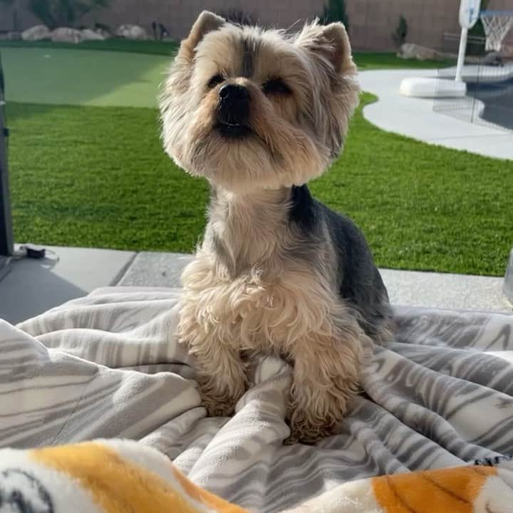 のインスタグラム：「Maxito 💭 Sorry mommy! 😝 I only have outside voice! 😆😅🤭 #Loudmouth #InsideVoice #TooExcited #MyLittleLoveBug #MyFurryBaby #MorningSnuggle #VegasVibes」