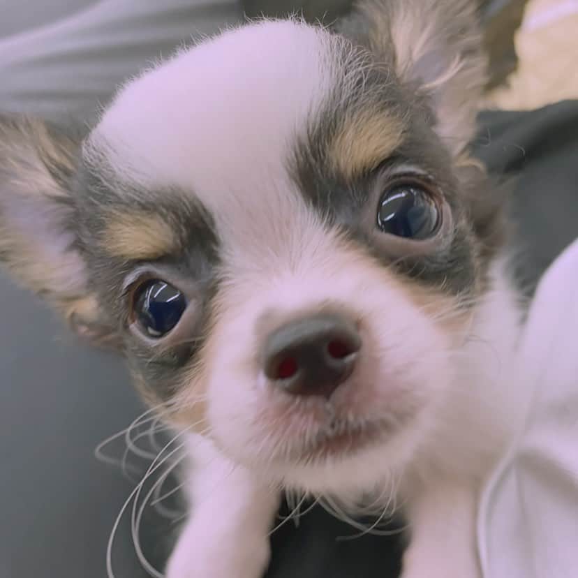 聖山倫加のインスタグラム：「かわいすぎんか？♡♡♡♡ こてさんを始めて正面から撮った時の😂💗  #愛犬　#犬　#子犬　#犬のいる暮らし #いぬすたぐらむ #ロングコートチワワ」