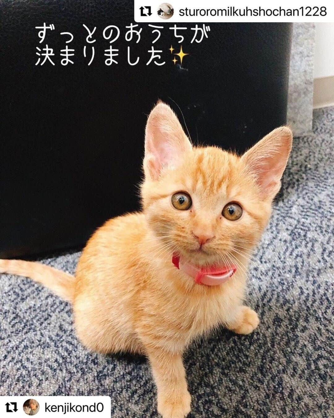 猫沢エミさんのインスタグラム写真 - (猫沢エミInstagram)「モイウニパパの近藤さん @kenjikond0 より嬉しいお知らせ❣️  みなさま、ありがとうございました🥲💕🐈  地道な活動、大切ですね。 幸せになってね♡  #Repost @kenjikond0 with @make_repost ・・・ 永遠を誓う家族がみつかったそうです。よかった〜！お気に留めてくださったみなさま、ありがとうございました！幸せになるんだよー！  #Repost @sturoromilkuhshochan1228 with @make_repost ・・・ #20211120 * * 先週の金曜日に私の会社の車から救出された保護猫ちゃん🐈 無事にご縁が繋がりました😭  インスタグラム で @kenjikond0 さんがすぐさまシェアして下さり、そこから @necozawaemi さんもまたシェアして下さり😭 また、心強い福岡ネットワークで @pecori39 さんもお店の @necopecori のほうでも拡散して下さって😭 他にもたくさん本当に驚くほどの方々がメッセージ等下さいました。 感謝致します。 本当にありがとうございました。 インスタグラム やっていて良かったなと感じました。  この子はラッキーガールです🐈 雨の日に、危険な車のボンネット内から救出されてから今日まで。温かいお部屋で、ご飯もお水もトイレも、おもちゃまでもあって😊心優しい防災センタの皆様の愛情をたっぷり受けて今日まで元気に過ごすことができました。人が大好きで甘えん坊に育っています❤️もう、防災センタのひと部屋を占領していました🐈  今回のことでたくさんのことが勉強になりました。相談に乗っていただいた @fukunekohouse.fukuoka 様、シェアして下さったたくさんの皆様本当にありがとうございました。ここでは全てを言い尽くせません。これからの茶トラちゃんの幸せな猫生を祈って🐈 もし今後の茶トラちゃんが見られるようでしたらお知らせ致します。  まずはご報告まで。 ありがとうニャ〜🐈  #保護猫#迷い猫#ずっとのおうち #見つかりました#マキアレイベルねこ部#猫BBA」11月20日 15時13分 - necozawaemi