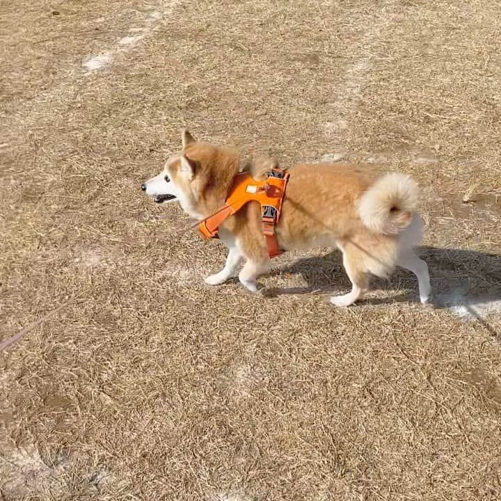 meekooのインスタグラム：「今日のテクテクりんりん🐕♫ 2021.11.20」
