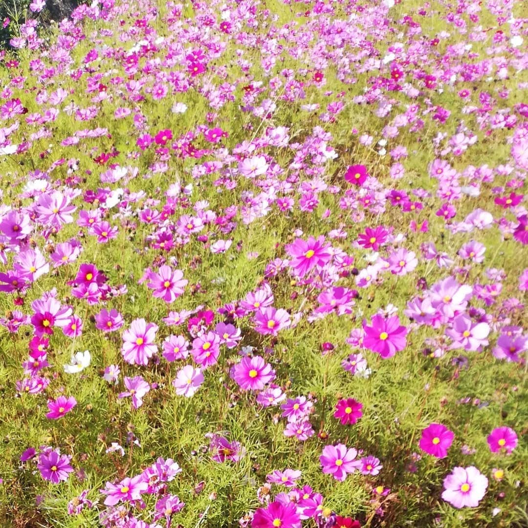 佐藤裕二さんのインスタグラム写真 - (佐藤裕二Instagram)「きょうはまさに小春日和でしたね💮コスモス畑を発見！  看板が立っていて「ご自由にお楽しみください」とあったので、お言葉に甘えました。 嬉しいです。  朝晩は冷えますが、昼はポカポカ、小春日和は季節の二刀流ですね（笑）  あすも素敵な一日になりますように💐  #コスモス畑°#コスモス#秋桜 #小春日和#山口百恵 さん #花#秋の花#二刀流 #メーテレ#佐藤裕二 #花おじさん#自撮りおじさん」11月20日 19時59分 - karaage_satou
