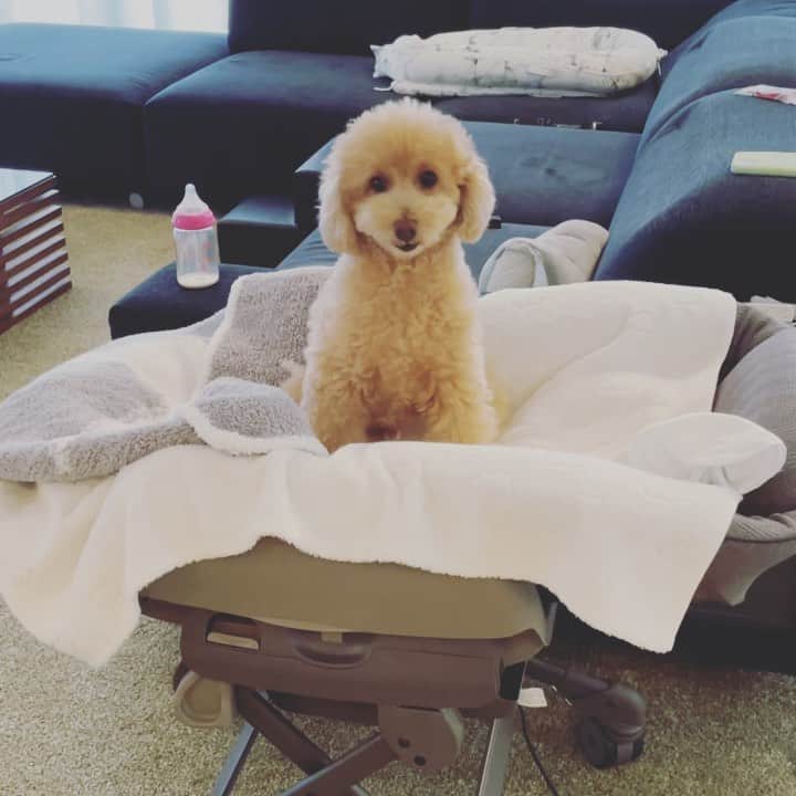 田母神智子のインスタグラム