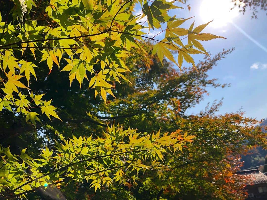 馬場典子さんのインスタグラム写真 - (馬場典子Instagram)「色づく前も綺麗です。 今週、11/22〜の出演情報 amebloにアップしました。」11月21日 8時00分 - baba_channel