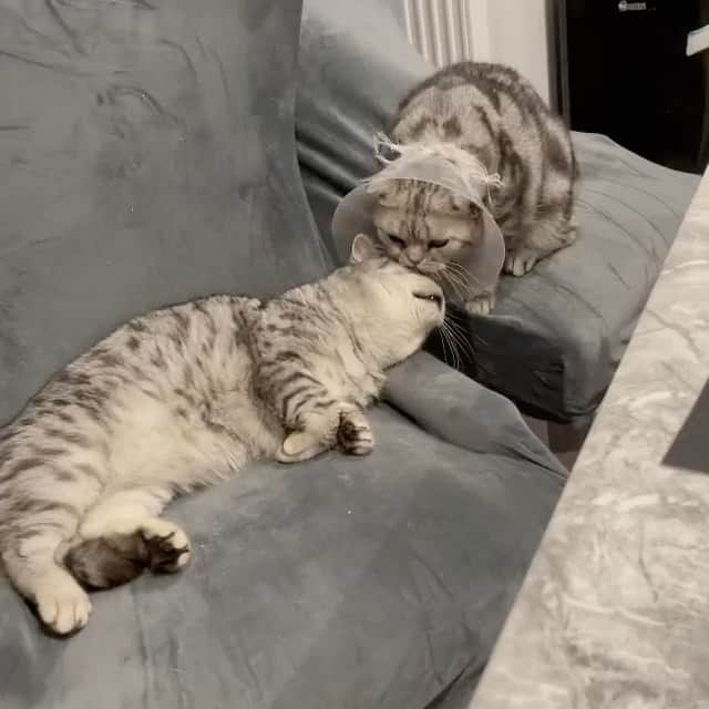 The Cats Of Instagramのインスタグラム：「#Repost • @alfie_and_archie_cat Even though it should be the other way round, we still love looking after each other 😻」