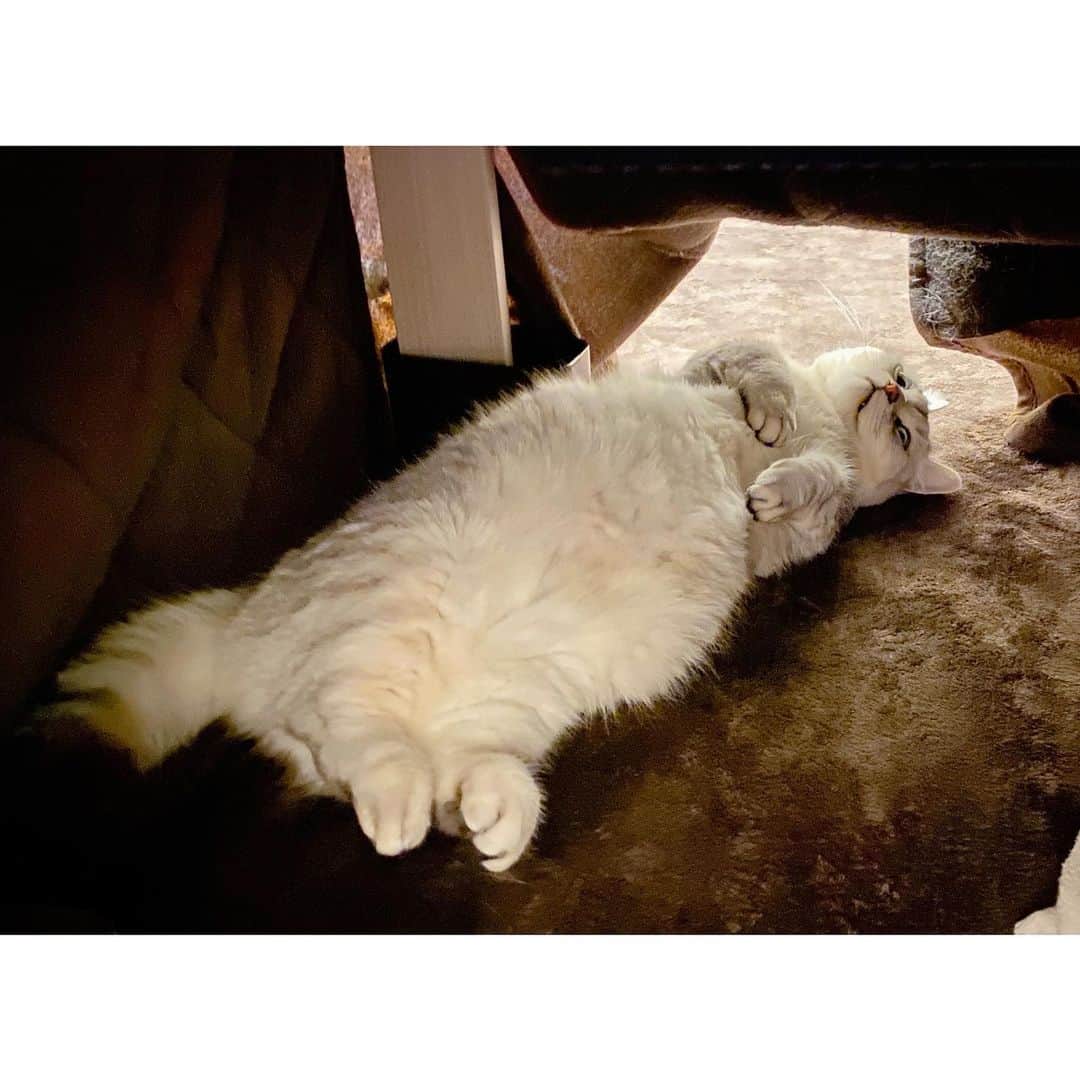 山谷花純のインスタグラム：「猫はこたつで丸くならない。  #ミヌエット #まるとの生活 #猫がいる生活 #にゃんすたぐらむ」