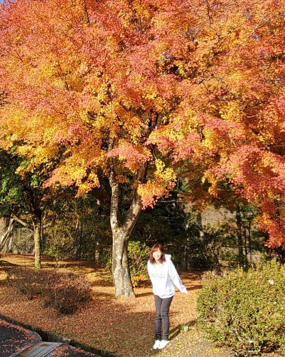 新井恵理那さんのインスタグラム写真 - (新井恵理那Instagram)「父とお墓参りしがてら紅葉を愛でました( ^ω^ )♪ 赤、オレンジ、黄色のグラデーションが美しく、まさに見頃♪ 青空に富士山が綺麗だったな〜♪^ ^ 立ち寄り温泉にも入って老舗の天丼食べて、日帰りだけど旅行気分でした♪ そして、お届けモノで好きになったので吉田のうどんをお土産にしましたよー(o^^o)♪ 来週もお楽しみに♪  #吉田うどん #所さんお届けモノです #紅葉 #富士山 #ドライブデート #新井恵理那 #centforce」11月21日 17時27分 - elina_arai