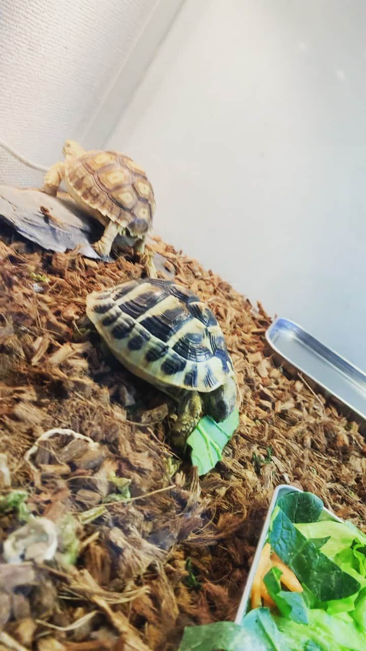のインスタグラム：「朝から温浴して、元気一杯のペコムズとホイホイ🐢🐢🥬  昨日は練習後、天気が良かったので散歩に行きました💨  今日の夜、できれば会員様限定のYouTube LIVEしようと思います🎥 お楽しみに🎶  #dtのオフ」