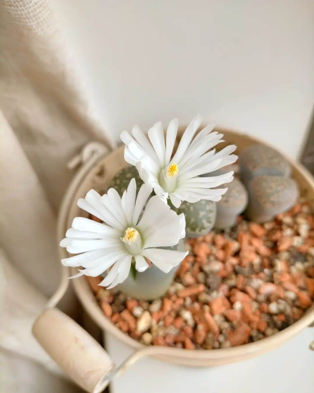 柴田淳さんのインスタグラム写真 - (柴田淳Instagram)「咲いた。  #リトープス #Lithops #Messem #Messembryanthemum #white #flower #whiteflower」11月21日 12時20分 - shibatajun_official