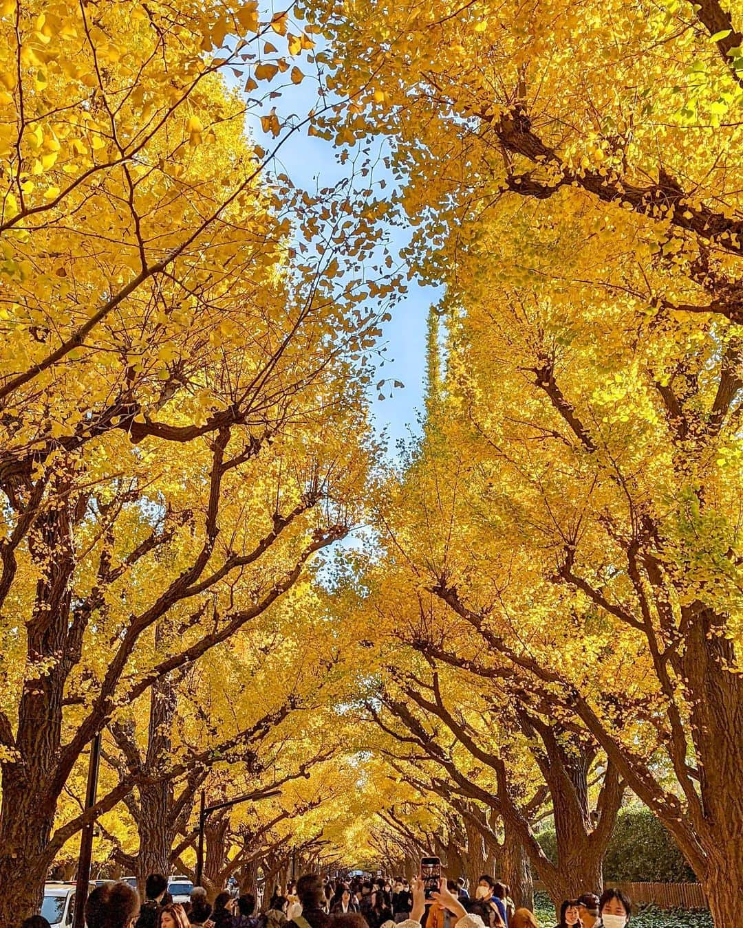 石井里奈さんのインスタグラム写真 - (石井里奈Instagram)「こんにちは☀️ 今日は東京の紅葉の写真を🍁✨ . 明治神宮外苑のいちょう並木💛 いちょうの黄色のもみじの絨毯がすごく綺麗なの💕 まさに秋を感じられる場所。 . すごい人だったけど行けてよかったな🧡✨ . tops... @sacaiofficial  skirt... @sacaiofficial  bag... @newbottega  . 紅葉カラーのコーデ❤️黄色い世界にぴったり🙆‍♀️ シェイクシャックでランチしたかったけど行列だったので、赤坂のオーセンティックでブロッコリーチーズバーガー🙆‍♀️❤️最高に美味しくていい休日になりました🧡 . 今日も素敵な1日を💕 . #りなまるコーデ #紅葉 #明治神宮外苑 #明治神宮外苑いちょう並木 #いちょう並木 #いちょう #銀杏並木 #外苑前駅 #ハンバーガー #sacai #sacaithepeople #サカイ #秋服コーデ #秋コーデ #秋服 #秋カラー #紅葉狩り #紅葉デート #humberger #紅葉シーズン #紅葉スポット #紅葉散歩 #紅葉の絨毯 #魔法の絨毯 #東京観光 #visitjapan #japan #visittokyo #東京 #外苑前いちょう並木」11月21日 12時52分 - ri7tin1025