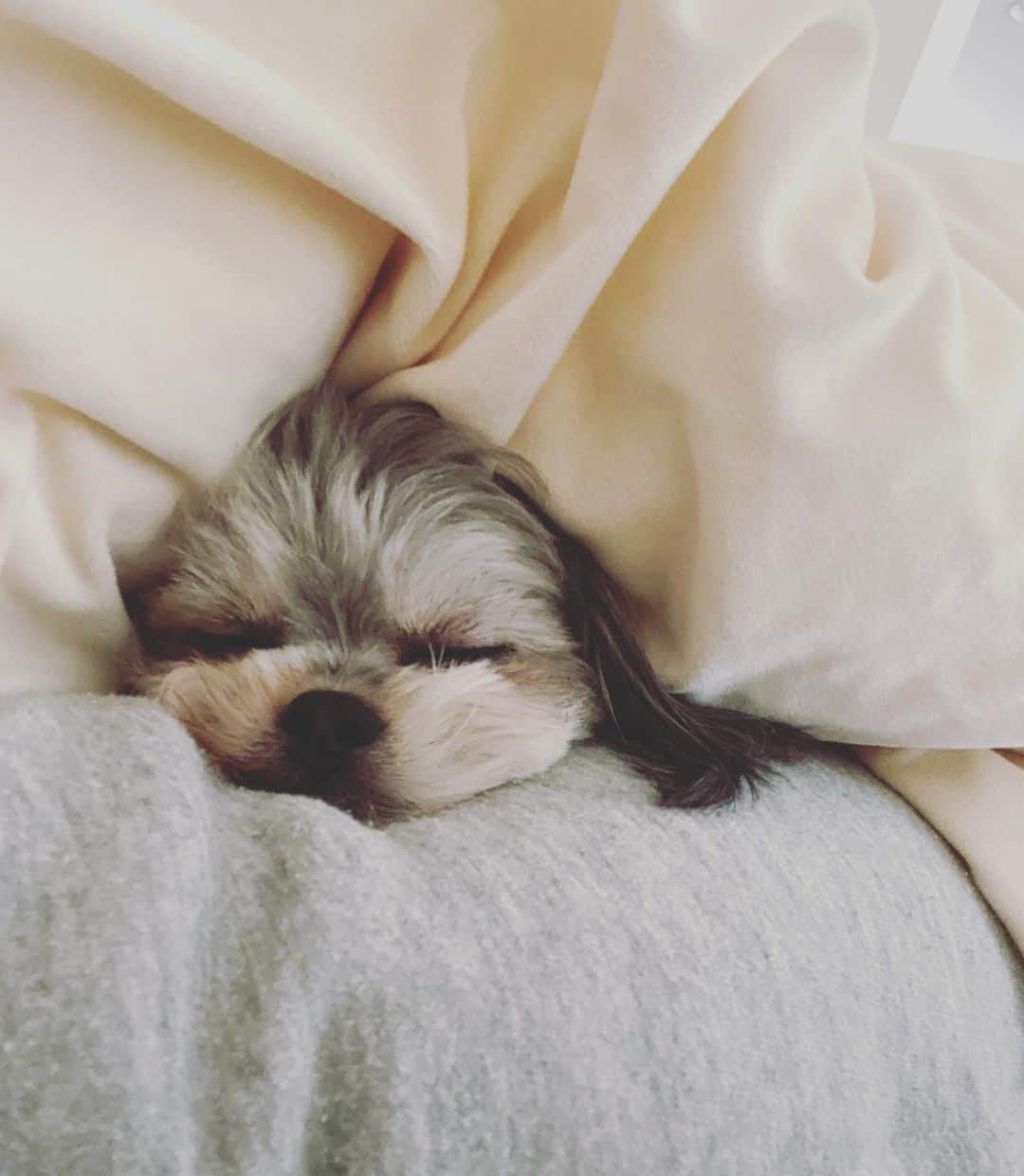半田あかりのインスタグラム：「さむくなってきたから あたたかく　ちて　ねるのよ  #毎朝癒される寝姿  #チワプー　#ちわぷー　#ミックス犬　#みっくす犬　#MIX犬　#mix犬　#アンダーショット　#アンダーショット犬　#犬　#いぬすたぐらむ　#ちわわ　#チワワ　#トイプー　#トイプードル　#といぷーどる　#ちわわ寄り　#チワワ寄り　#一歳　　#女の子　 #ひじき」