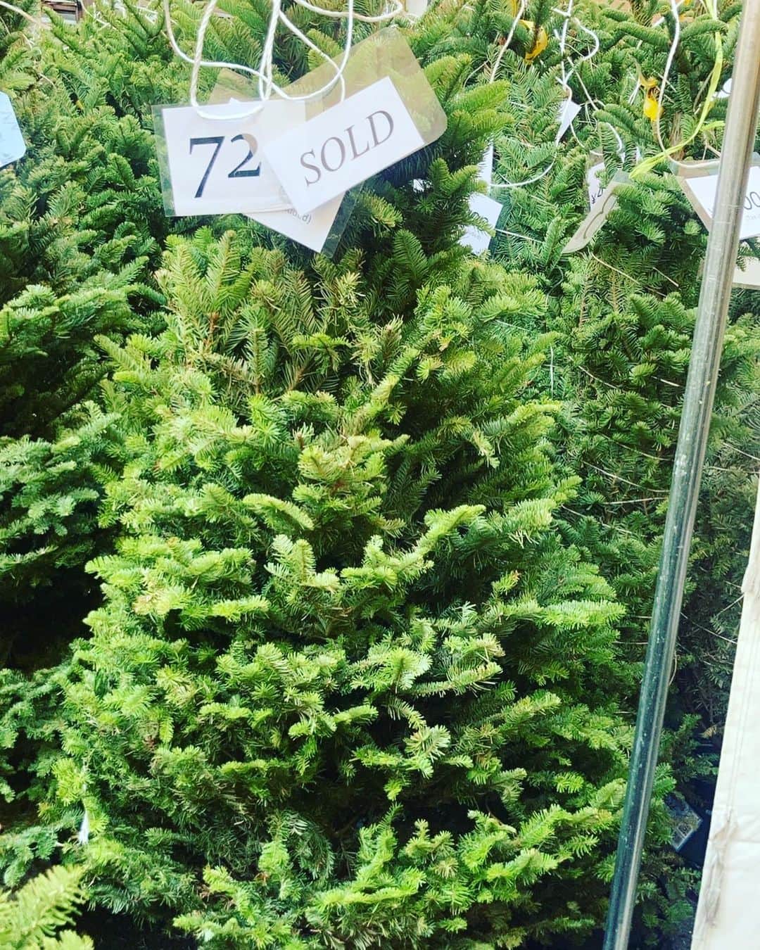 内田恭子さんのインスタグラム写真 - (内田恭子Instagram)「今年もこの時期がやってきました。今年のクリスマスツリーを買いに。 今回はコロナの影響でオレゴンから入ってきた生木の本数が少ないらしく、早朝から並んで(私じゃない、夫が笑)、とてもバランスのいいツリーに決めることができました！いよいよholiday season is coming!!  #holidayseason #christmastree #christmas #クリスマスツリー #クリスマス #毎年の楽しみ #内田恭子 #kyokouchida」11月21日 15時30分 - kyoko.uchida.official