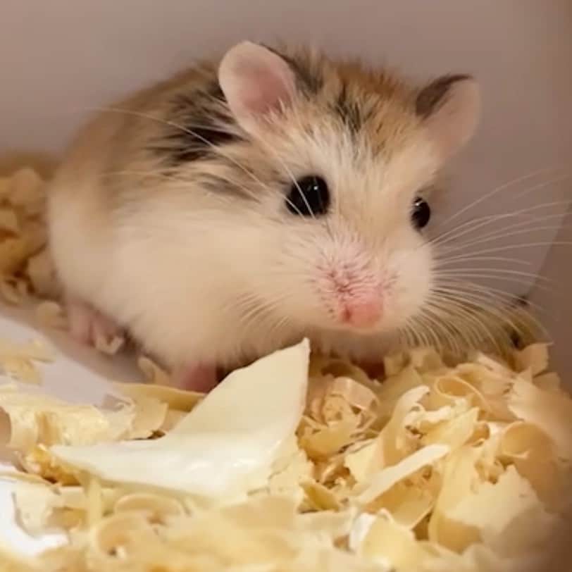 ゆわももチャンネルのインスタグラム