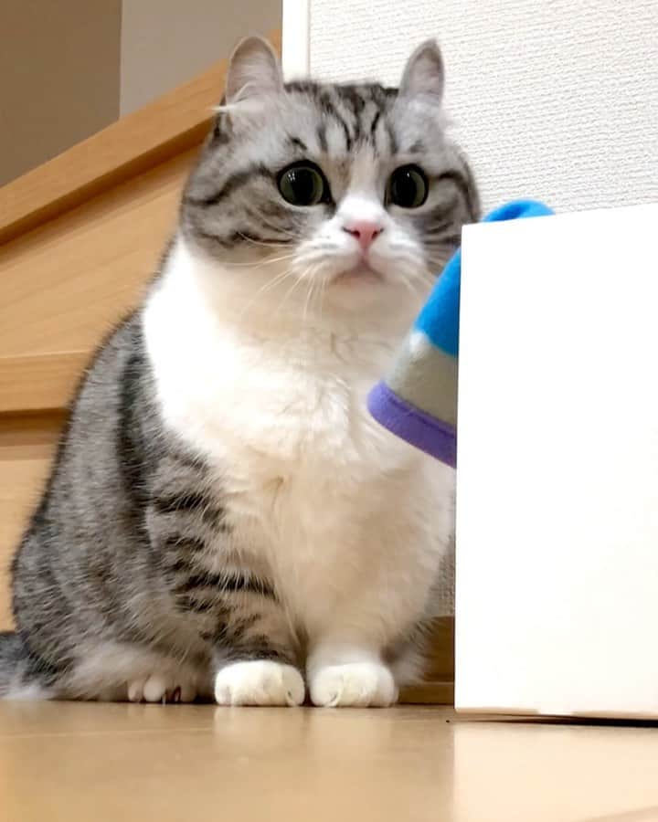 こむぎこまるのインスタグラム